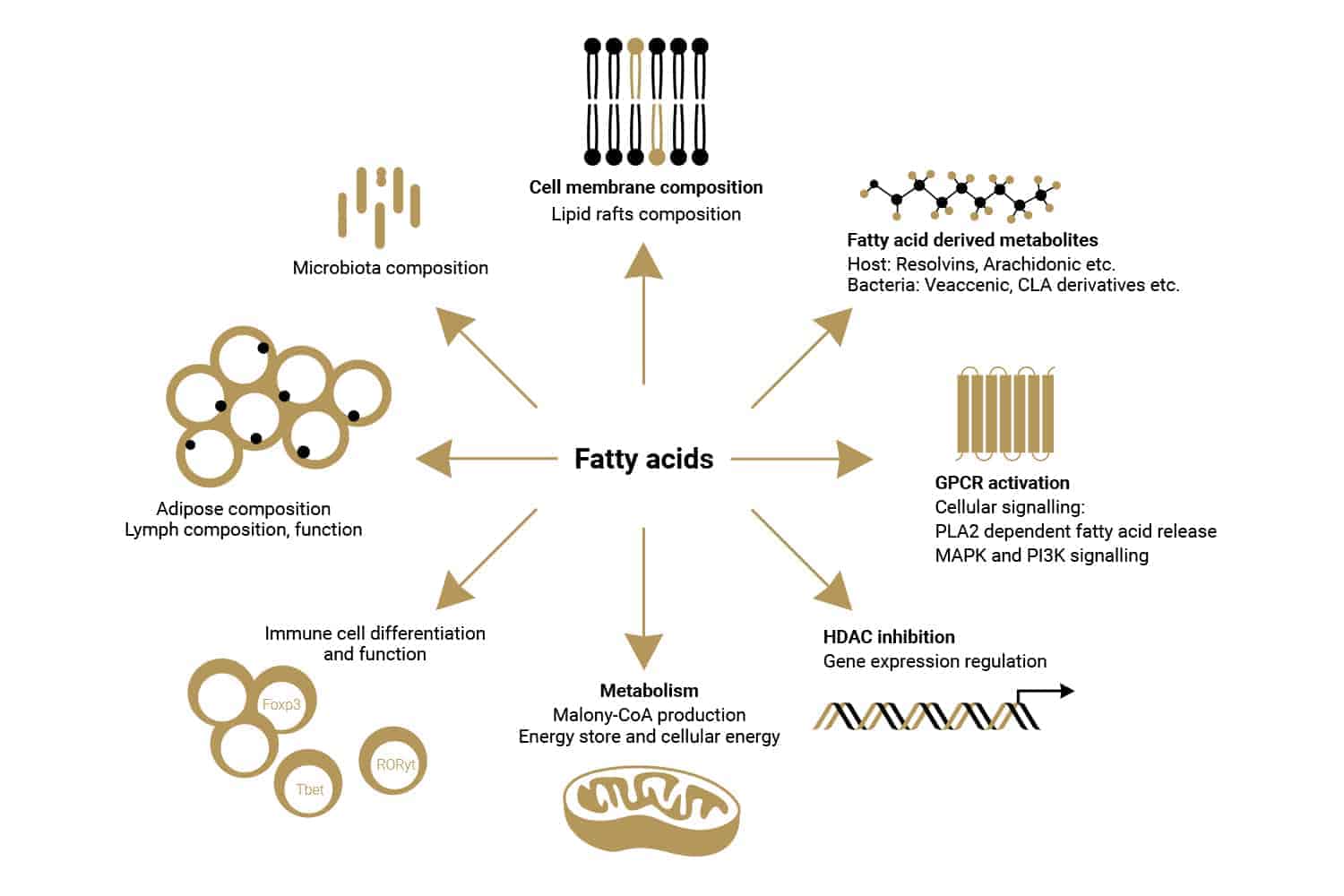 Essential Fatty Acid Omega 3 Explained Kingsway Compounding